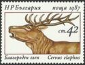 Red Deer (Cervus elaphus)