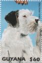 Sealyham Terrier