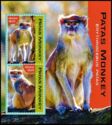 Common Paras Monkey (Erythrocebus patas)