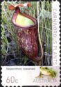Nepenthes rowanae
