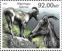 Nilgiri Tahr (Nilgiritragus hylocrius)