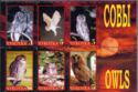 Owls