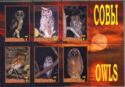 Owls