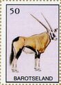 Oryx antelope