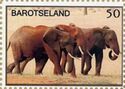 Elephants