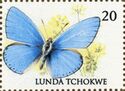 Adonis Blue (Lysandra bellargus)