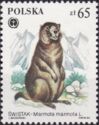 Alpine Marmot (Marmota marmota)