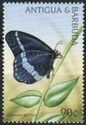 Porthos Untailed Charaxes (Charaxes porthos) - Overprinted