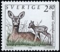 Western Roe Deer (Capreolus capreolus)