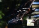 Wedge-tailed Eagle (Aquila audax)