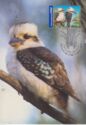 Laughing Kookaburra (Dacelo novaeguineae)