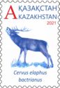 Bactrian Deer (Cervus elaphus bactrianus)