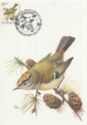 Goldcrest (Regulus regulus)