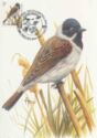 Common Reed Bunting (Emberiza schoeniclus)