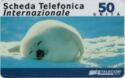 Animals - Foca