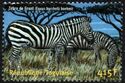 Grant's Zebra (Equus quagga granti)