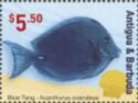 Blue Tang (Acanthurus coeruleus)