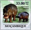 Hippopotamus (Hippopotamus amphibius)