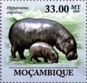Hippopotamus (Hippopotamus amphibius)