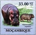 Hippopotamus (Hippopotamus amphibius)