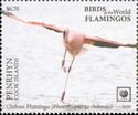 Chilean Flamingo (Phoenicopterus chilensis)