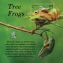 Tree Frogs