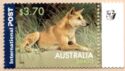 Dingo (Canis lupus dingo) - 1st Reprint - 1 koala