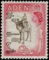 Aden Protectorate Levy, Dromedary (Camelus dromedarius)