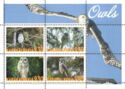 Owls