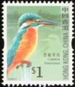 Common Kingfisher (Alcedo atthis)