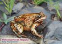 Fauna of Russia. Frogs. Asia Minor frog
