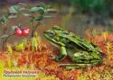 Fauna of Russia. Frogs. Pond frog