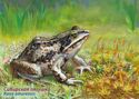 Fauna of Russia. Frogs. Siberian frog