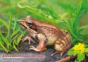 Fauna of Russia. Frogs. Far Eastern frog