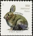 Brush Rabbit (Sylvilagus bachmani)