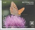 High Brown Fritillary (Argynnis adippe)