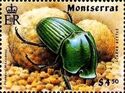 Scarab beetle (Phanaeus mexicanus)