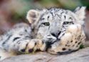 Snow Leopard Cub