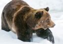Brown Bear in the snow