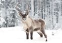 Snowbound Reindeer