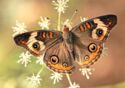 Butterfly (Junonia coenia)