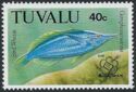 Bird Wrasse (Gomphosus varius) - Overprinted