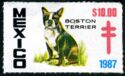Boston Terrier