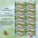 Little Ringed Plover (Charadrius dubius) (mini sheet)