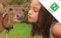 Girl kissing cow