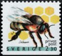 European Honey Bee (Apis mellifera)