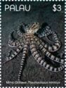 Mimic Octopus (Thaumoctopus mimicus)