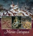 Mimic Octopus (Thaumoctopus mimicus)