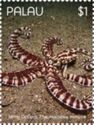 Mimic Octopus (Thaumoctopus mimicus)