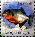 Black spot piranha (Pygocentrus cariba)